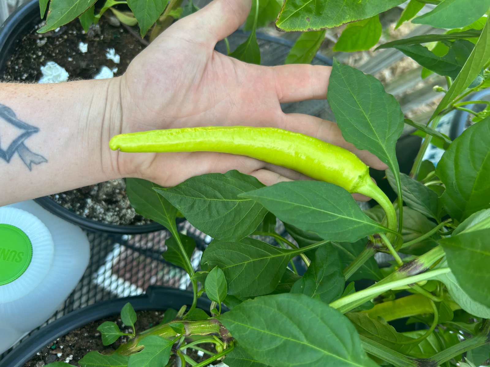 Hand and forearm with the dark line-work tattoo holding a large pale-yellow banana pepper across the open palm, potted pepper