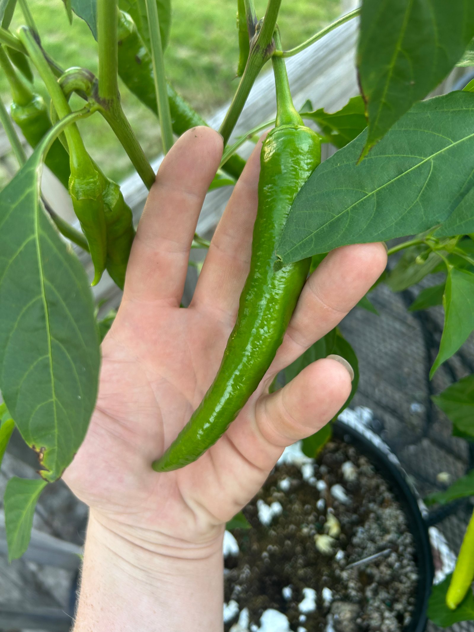 The owner's hand holding a long green chili pepper still on the plant in a black nursery pot on a deck, late-afternoon